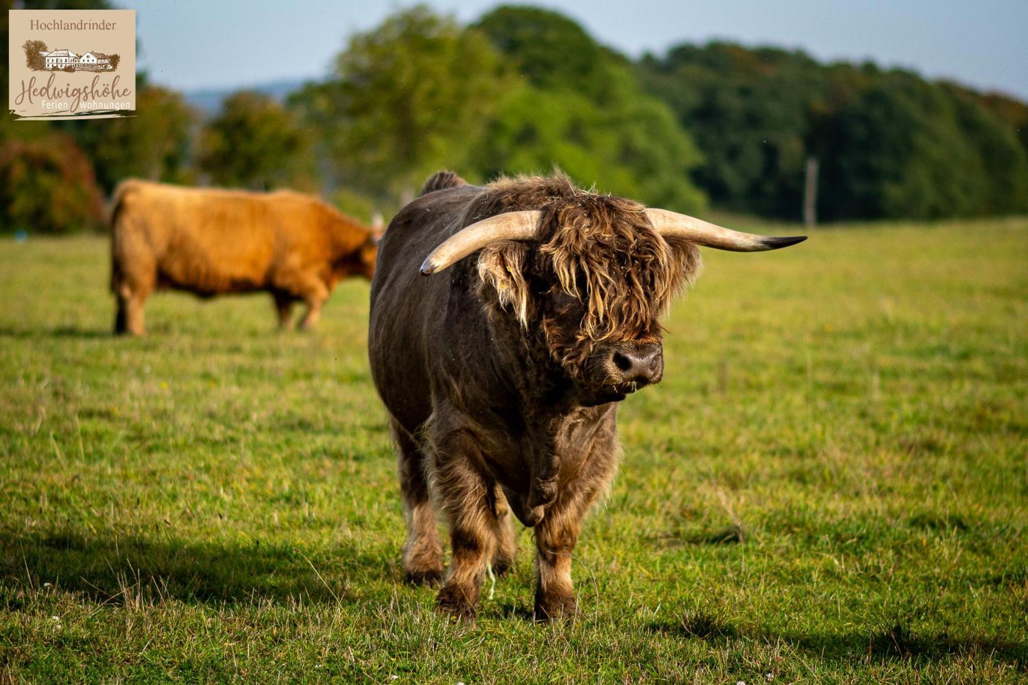 Urlaub Auf Dem Bauernhof Hedwigshoehe โฮห์นสไตน์ ภายนอก รูปภาพ