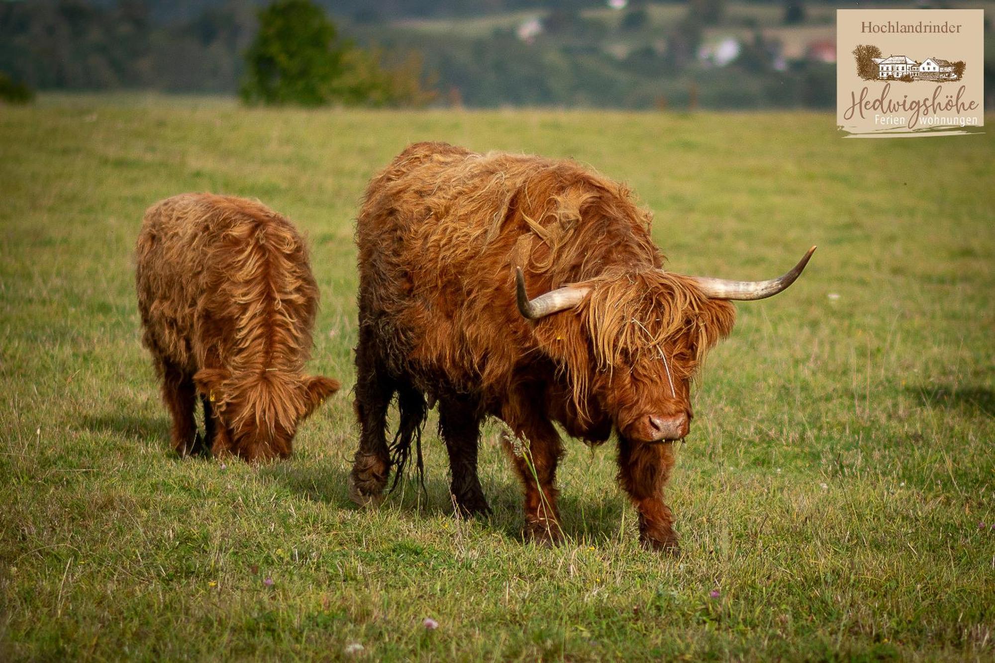 Urlaub Auf Dem Bauernhof Hedwigshoehe โฮห์นสไตน์ ภายนอก รูปภาพ