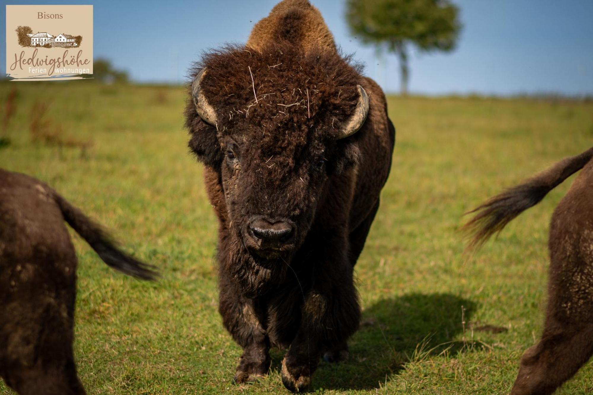 Urlaub Auf Dem Bauernhof Hedwigshoehe โฮห์นสไตน์ ภายนอก รูปภาพ