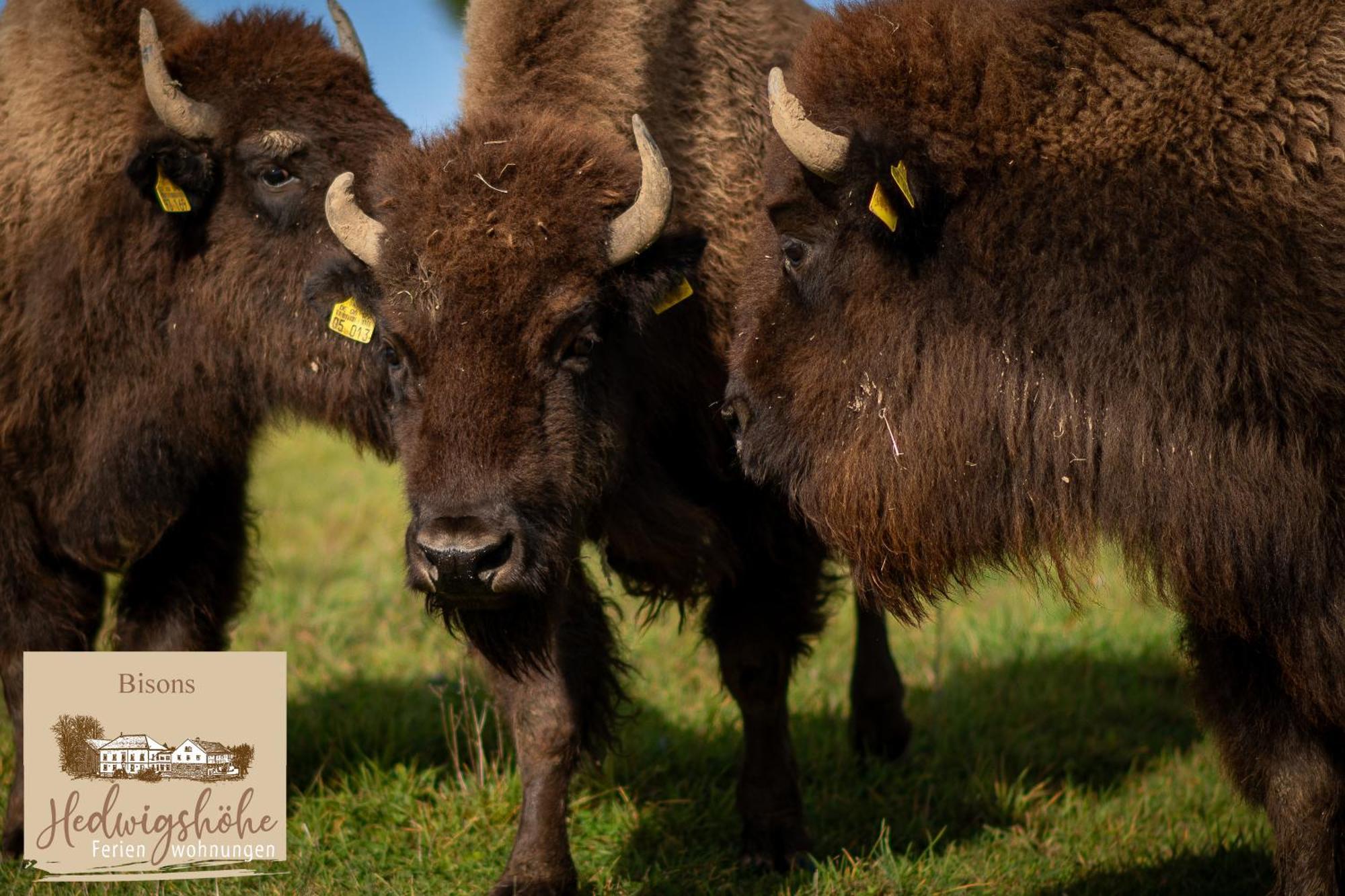 Urlaub Auf Dem Bauernhof Hedwigshoehe โฮห์นสไตน์ ภายนอก รูปภาพ