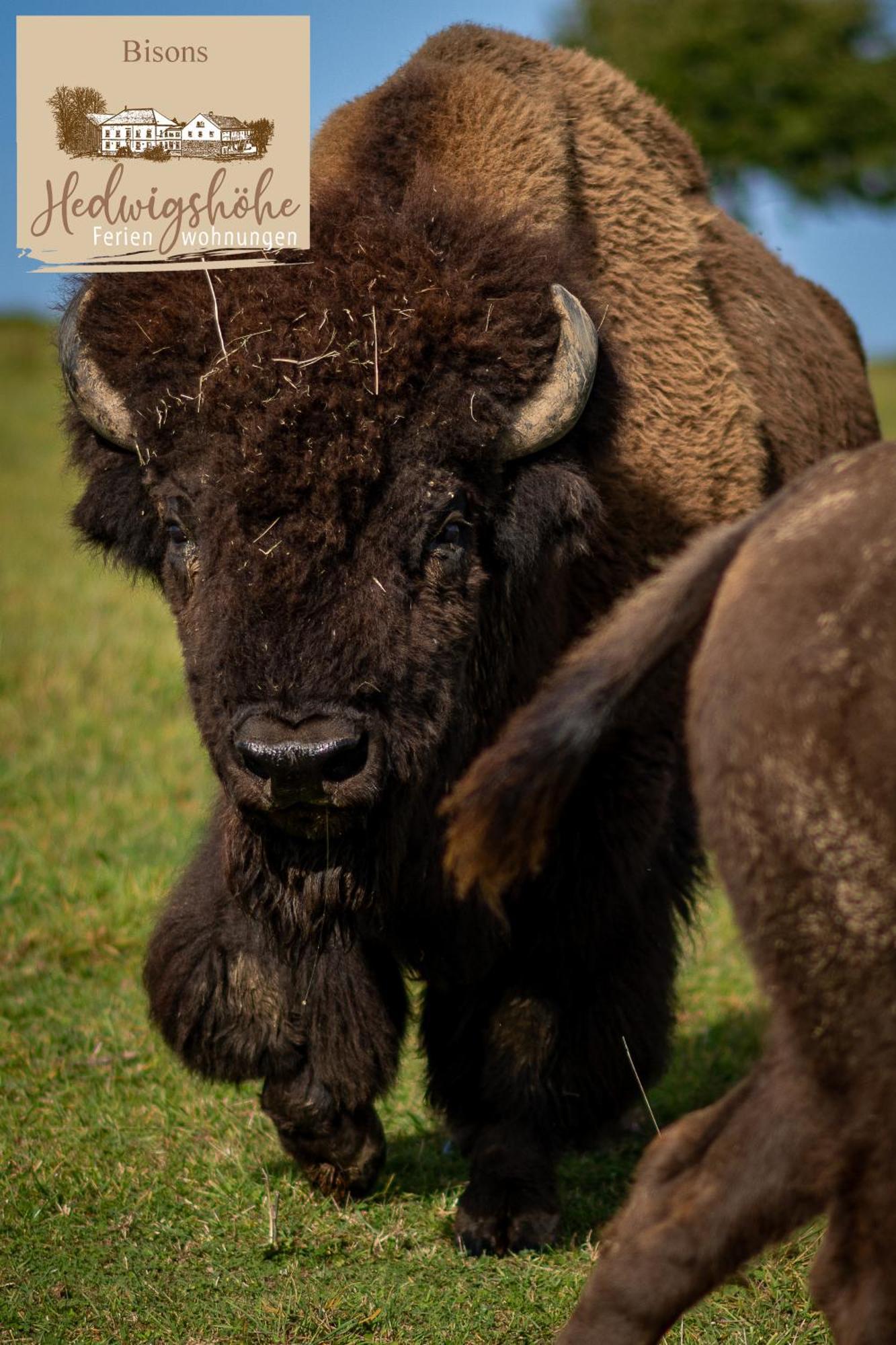 Urlaub Auf Dem Bauernhof Hedwigshoehe โฮห์นสไตน์ ภายนอก รูปภาพ