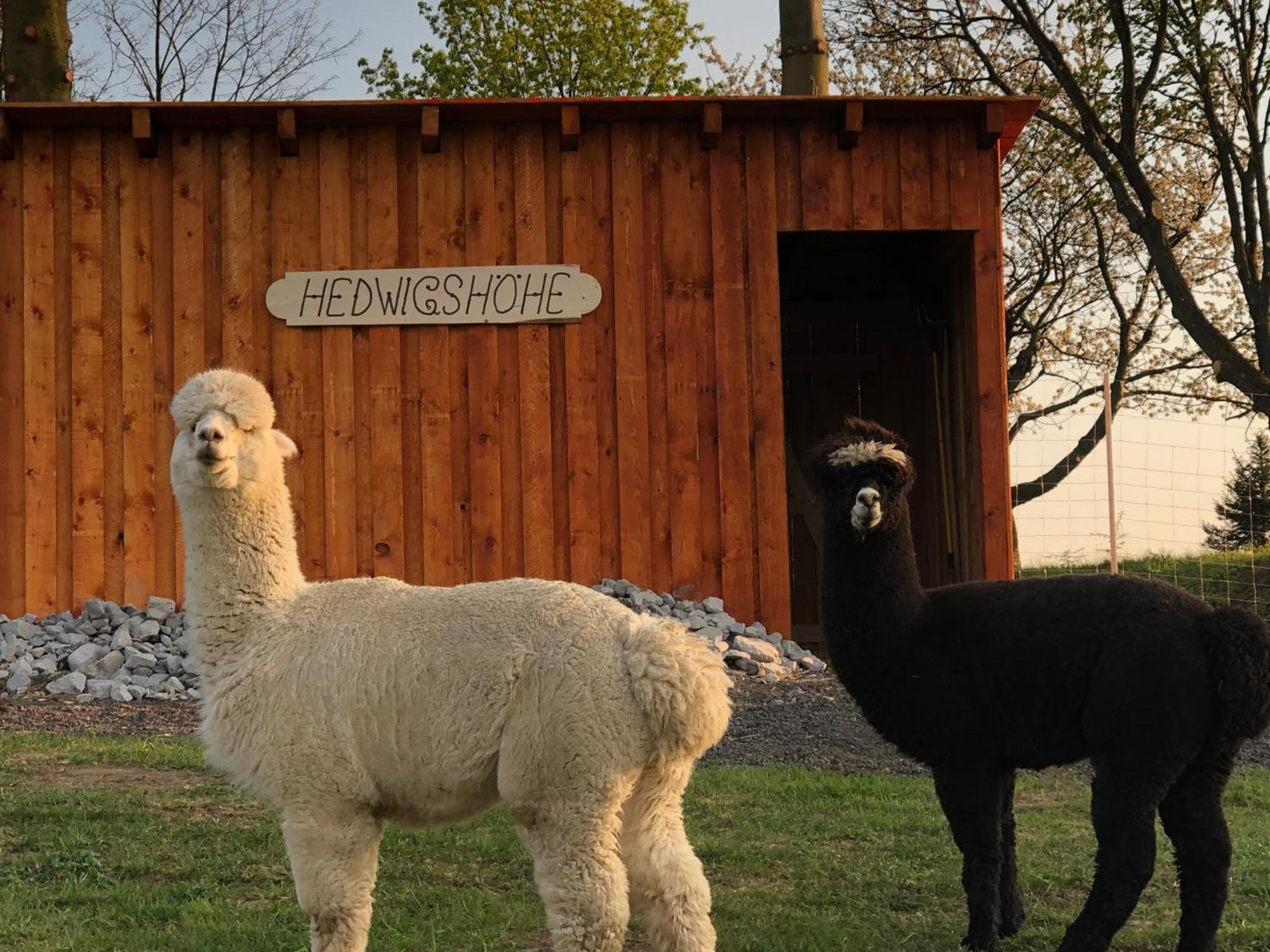 Urlaub Auf Dem Bauernhof Hedwigshoehe โฮห์นสไตน์ ภายนอก รูปภาพ